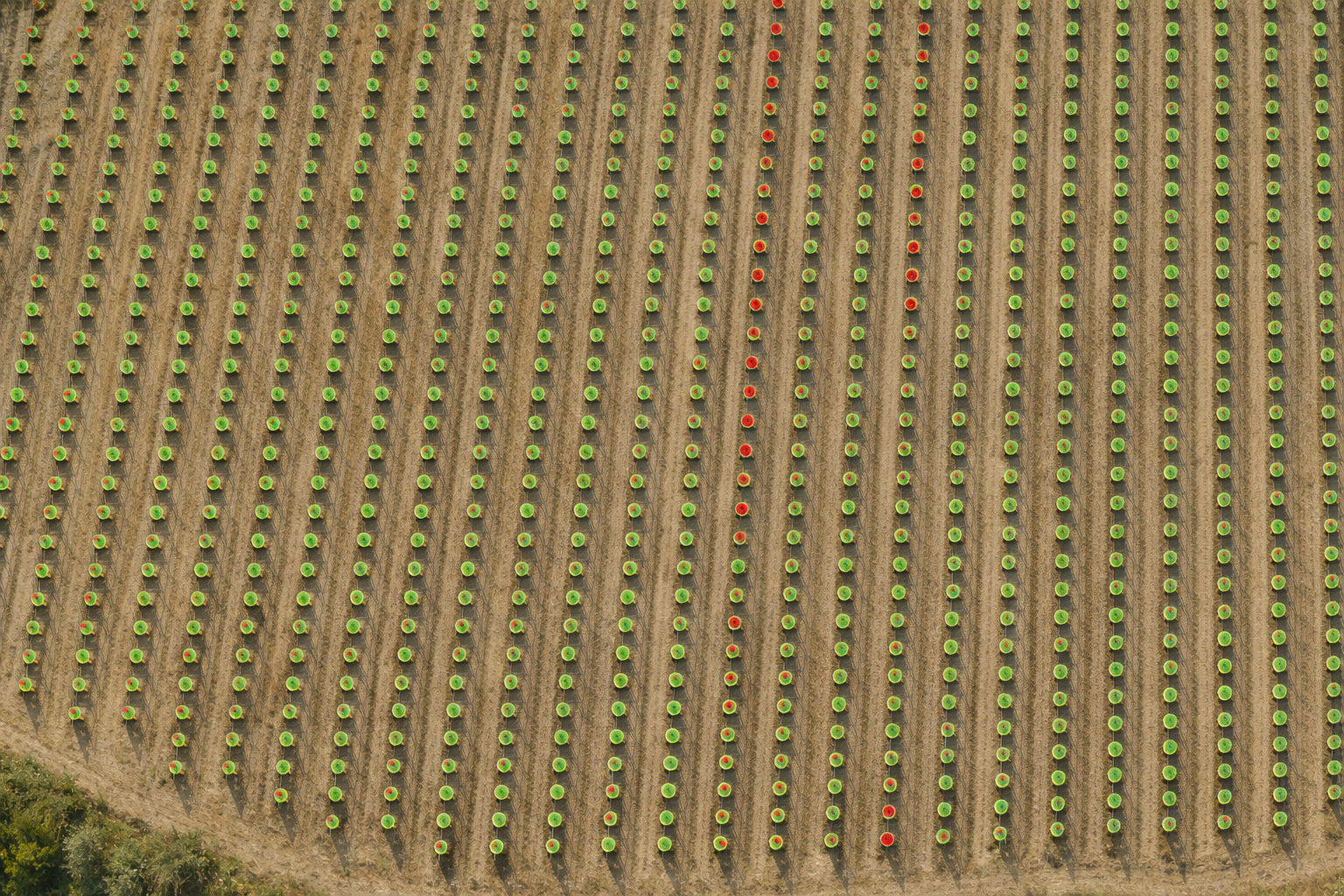 Orthophoto avec détection IA des pieds de vigne présents et manquants